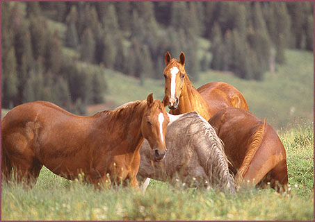 Nambe Horses, Color Photograph by Woody Galloway