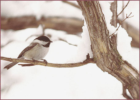 Snow Bird, color photograph by Woody Glloway, Santa Fe, NM