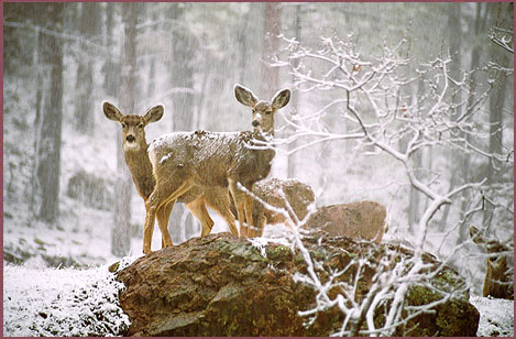 Snow Deer, color photograph by Woody Glloway, Santa Fe, NM