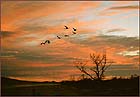 Bosque Cranes | | color photograph by Woody Galloway