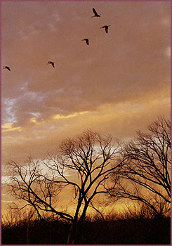 Bosque Cranes III, Color Photograph by Woody Galloway