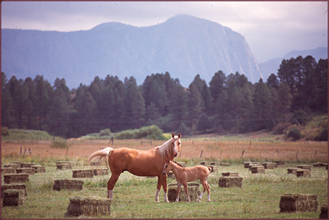 Horse & Colt, Color Photograph by Woody Galloway