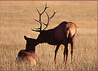 Kising Elk | color photograph by Woody Galloway