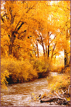 Cottonwoods, Color Photograph by Woody Galloway