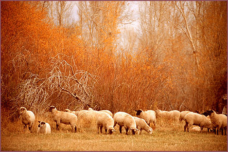 Happy Sheep, color photograph by Woody Glloway, Santa Fe, NM