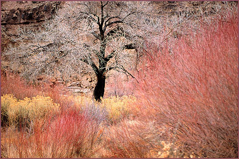 Willows Red, color photograph by Woody Glloway, Santa Fe, NM