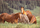Cumbres Horses, color photograph by Woody Galloway