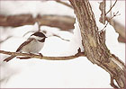 Snow Bird, color photograph by Woody Galloway