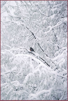 Solitude | Color Photograph by Woody Galloway