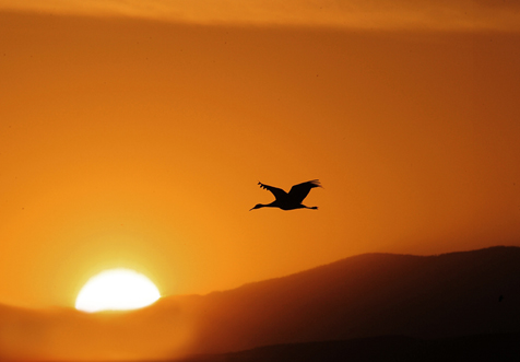 Approaching the Sun | A crane in flight in the New Mexico sunset, fine art photography by Woody Galloway