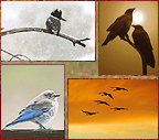 Fine art photographs of New Mexico birds by Woody Galloway